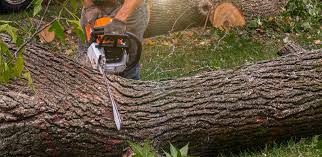 Best Tree Cabling and Bracing  in Lone Tree, IA