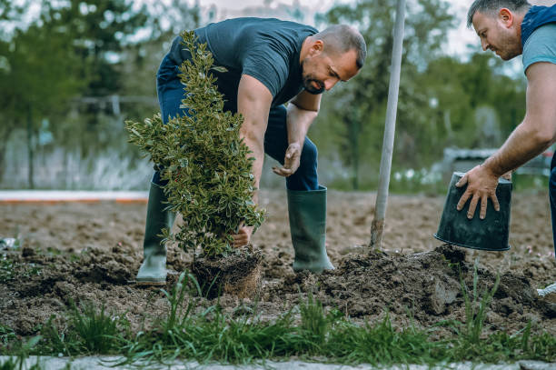 Best Stump Grinding and Removal  in Lone Tree, IA