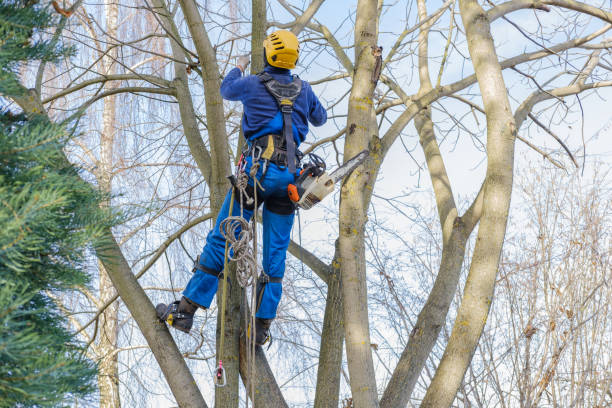 Best Emergency Tree Removal  in Lone Tree, IA