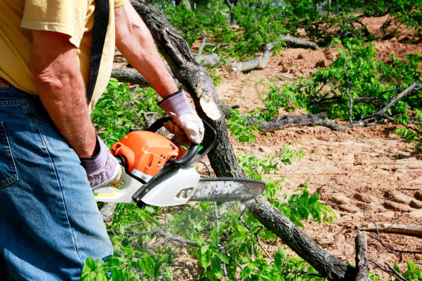 How Our Tree Care Process Works  in  Lone Tree, IA